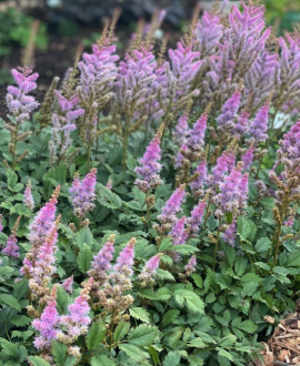 Astilbė (lot. Astilbe chinensis var. pumila)