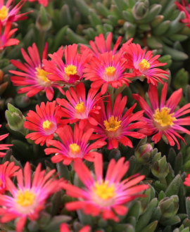 Mūdrė (lot. Delosperma 'Rock Crystal Candy Red’)