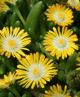 Mūdrė (lot. Delosperma cooperi ‘Solstice Yellow