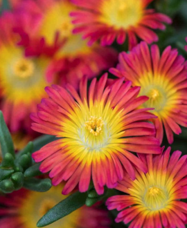 Mūdrė (lot. Delosperma cooperi ‘Solstice Scarlet Red’)