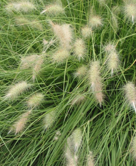 Soruolė (lot. Pennisetum villosum ‘Fluffy’)