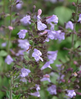 Girmėtė (lot. Calamintha nepeta ‘Marvelette Blue’)