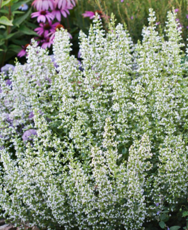 Girmėtė (lot. Calamintha nepeta ‘Marvelette White)