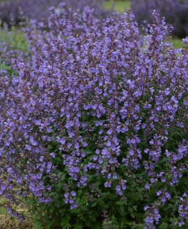 Katžolė (lot. Nepeta faassenii ‘Kitty Lilac’)