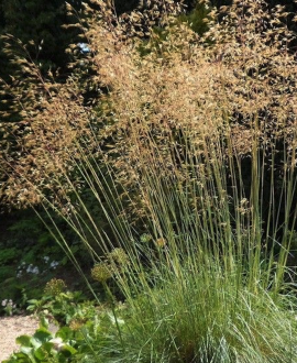 Pievinė šluotsmilgė (lot. Deschampsia cespitosa)