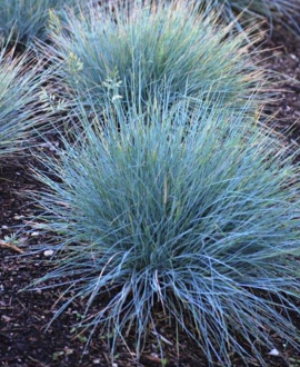 Pievinė šluotsmilgė (lot. Deschampsia cespitosa)