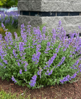 Katžolė (lot. Nepeta faassenii ‘Junior Walker’)