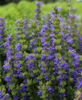 Vaistinis isopas (lot. Hyssopus officinalis)