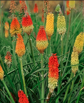 Knifofija (lot. Kniphofia uvaria ‘Grandiflora Mix’)