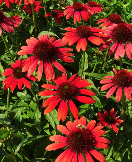 Ežiuolė (lot. Echinacea ‘Sun Seekers Scarlet’)