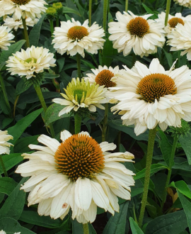 Ežiuolė (lot. Echinacea ‘SunSeekers White Beauty’)
