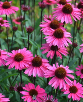Ežiuolė (lot. Echinacea ‘Sun Seekers Sweet Fuchsia’)