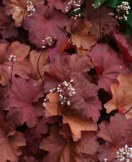 Alūnė (lot. Heuchera ‘Cherryberry’)