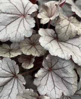 Alūnė (lot. Heuchera ‘Silverberry’)