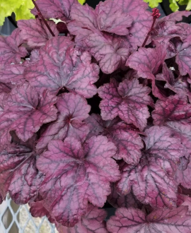 Alūnė (lot. Heuchera ‘Electric Plum’)