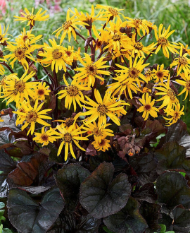 Liguliarija (Gaurė) (lot. Ligularia ‘Britt-Marie Crawford’)