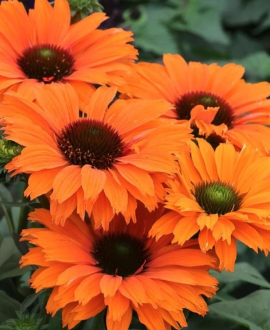 Ežiuolė (lot. Echinacea ‘SunSeekers Mineola’)