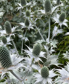 Zunda (lot. Eryngium ‘Magical White Lagoon’)