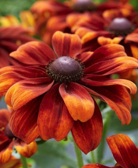 Rudbekija (lot. Rudbeckia ‘Summerina Blazing Fire’)