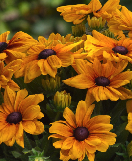 Rudbekija (lot. Rudbeckia ‘Sunbeckia Carolina’)