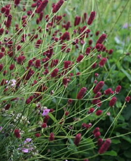 Kraujalakė (lot. Sanguisorba ‘Plum Drops’)