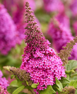 Budlėja (lot. Buddleja ‘Butterfly Candy Cerise’)