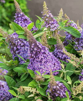 Budlėja (lot. Buddleja ‘Butterfly Candy Lila’