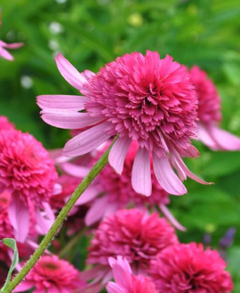 Ežiuolė (lot. Echinacea ‘Delicious Strawberry’)