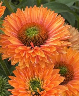 Ežiuolė (lot. Echinacea ‘SunSeekers Pumpkin Pie’)