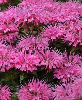 Monarda (lot. Monarda ‘Sugar Buzz Bubblegum Blast’)