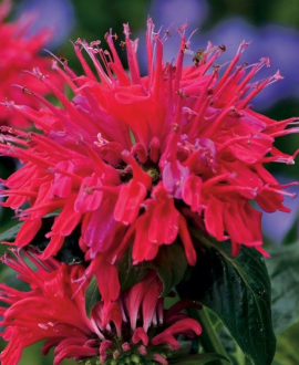 Monarda (lot. Monarda ‘Sugar Buzz Cherry Pops’)