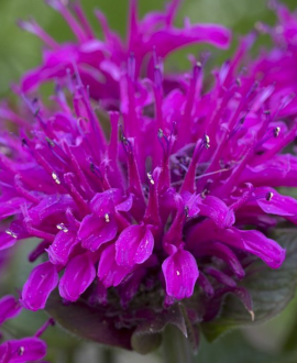Monarda (lot. Monarda ‘Sugar Buzz Grape Gumball’)