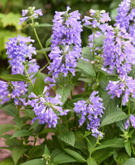Katžolė (lot. Nepeta ‘Magical Mr. Blue Sky’)