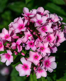 Flioksas (lot. Phlox ‘Famous Pink Eye’)