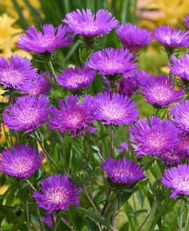 Dangunė (lot. Stokesia laevis ‘Amethyst’)