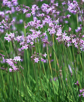 Tulbagija (lot. Tulbaghia violacea ‘Purple Eye’)