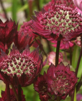 Astrancija (lot. Astrantia major ‘Magical Red’)
