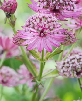 Astrancija (lot. Astrantia major ‘Pink Button’)