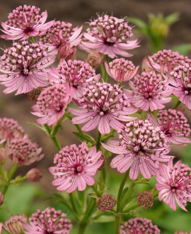 Astrancija (lot. Astrantia major ‘Pink Pride’)
