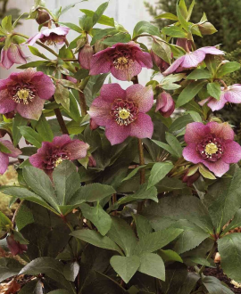 Eleboras (lot. Helleborus ‘Tutu’)