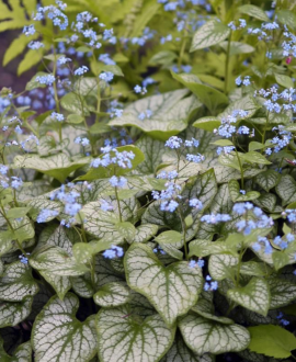 Brunera (lot. Brunnera macrophylla ‘Little Heart’)