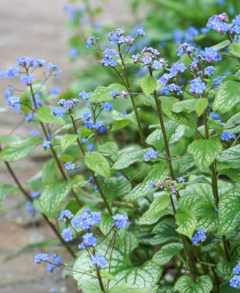 Brunera (lot. Brunnera macrophylla ‘Sea Heart’)