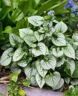 Brunera (lot. Brunnera macrophylla ‘Silver Heart’)