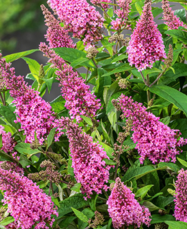 Budlėja (lot. Buddleja davidii ‘Butterfly Candy Little Pink’)
