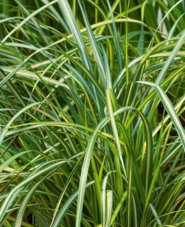Lendrūnas (lot. Calamagrostis × acutiflora ‘England’)