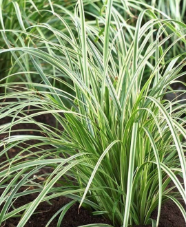 Viksva (lot. Carex brunnea ‘Albolineata’)