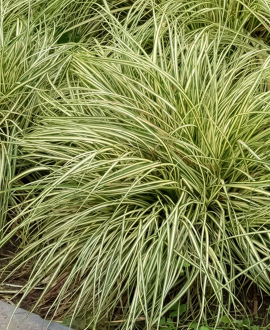 Viksva (lot. Carex brunnea ‘Jenneke’)