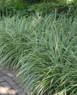 Viksva (lot. Carex morrowii ‘Ice Dance’)