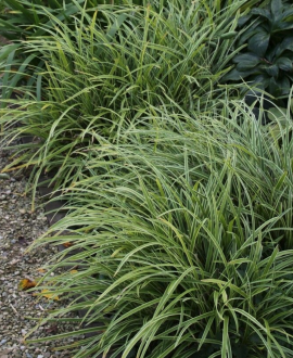 Viksva (lot. Carex morrowii ‘Vanilla Ice’)