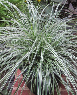 Viksva (lot. Carex oshimensis ‘Everest’)